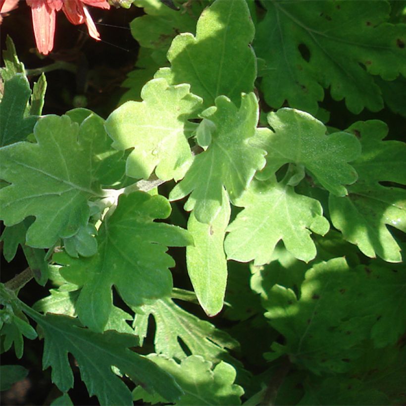 Chrysanthemum rubellum Duchess of Edimburgh - Crisantemo (Fogliame)