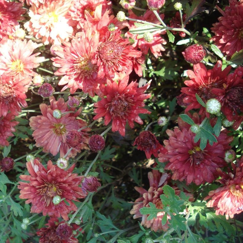 Chrysanthemum rubellum Duchess of Edimburgh - Crisantemo (Fioritura)