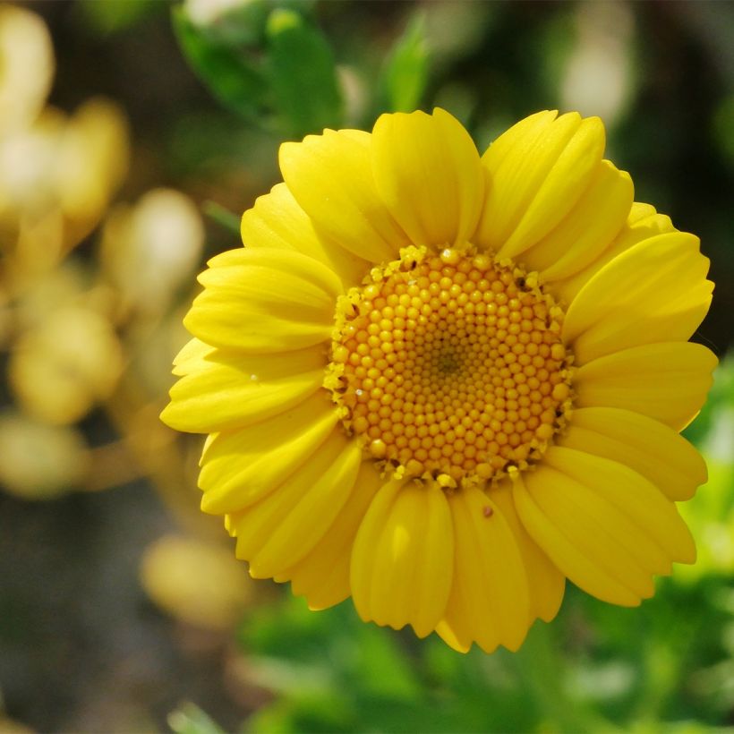 Chrysanthemum segetum Bio - Ferme de Sainte Marthe - Crisantemo campestre (Fioritura)