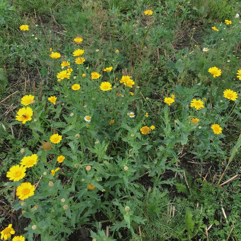 Chrysanthemum segetum Bio - Ferme de Sainte Marthe - Crisantemo campestre (Porto)