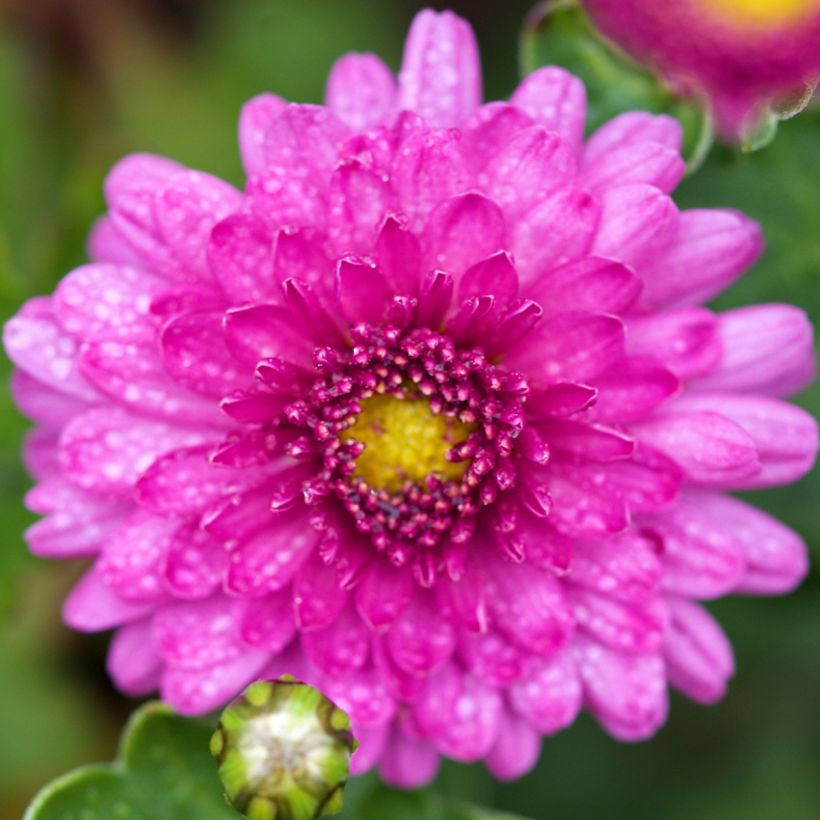 Chrysanthemum Mei Kyo - Crisantemo (Fioritura)