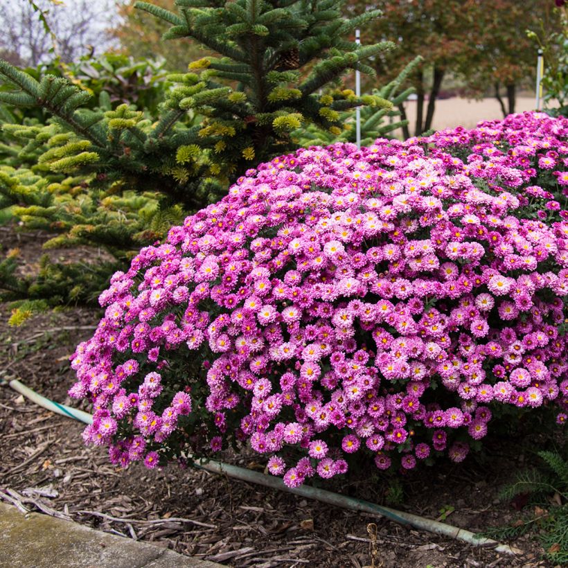 Chrysanthemum Mei Kyo - Crisantemo (Porto)