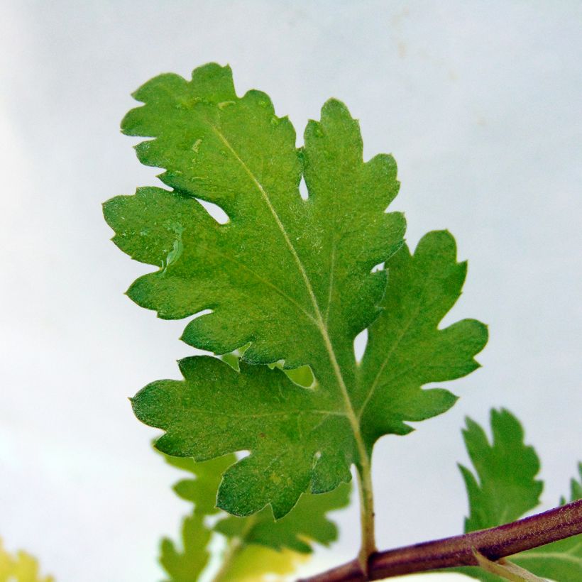 Chrysanthemum rubellum Dernier Soleil - Crisantemo (Fogliame)