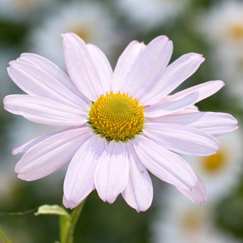 Chrysanthemum arcticum Roseum - Crisantemo (Fioritura)