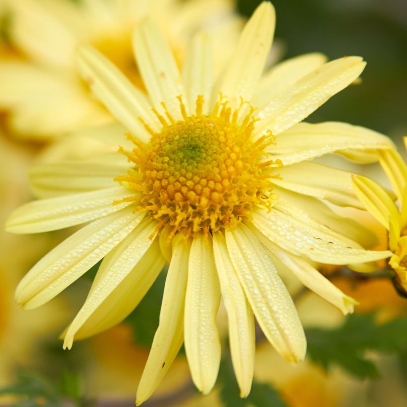 Chrysanthemum arcticum Schwefelglanz - Crisantemo (Fioritura)