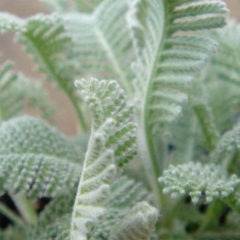 Tanacetum haradjanii - Tanaceto (Fogliame)