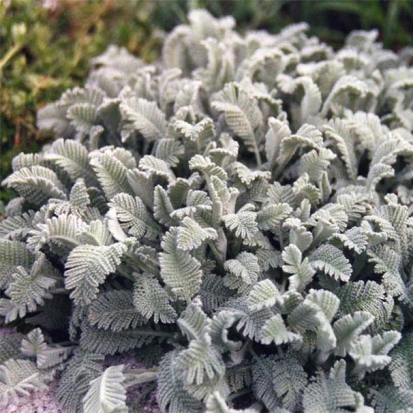 Tanacetum haradjanii - Tanaceto (Porto)