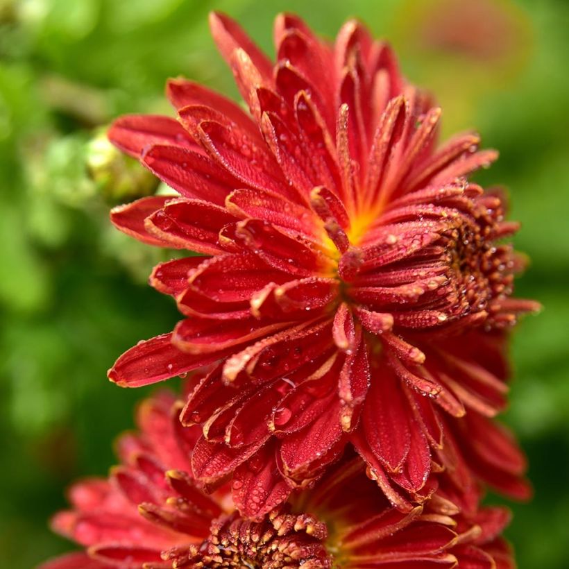 Chrysanthemum indicum Brennpunkt - Crisantemo (Fioritura)