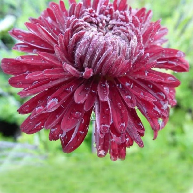 Chrysanthemum indicum Cedie Mason - Crisantemo (Fioritura)