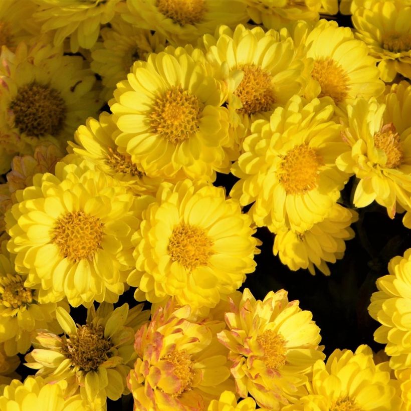 Chrysanthemum Goldmarianne - Crisantemo (Fioritura)