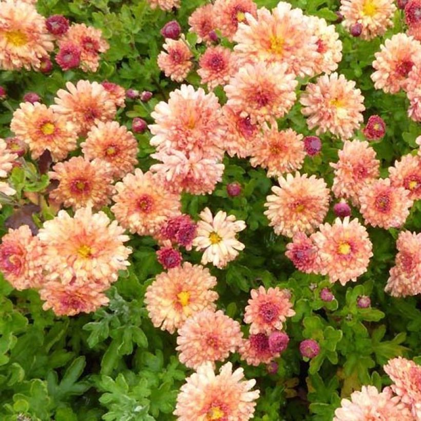 Chrysanthemum indicum Herbstbrokat - Crisantemo (Fogliame)