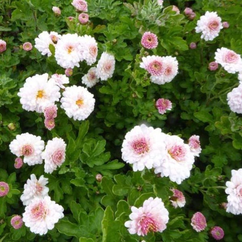 Chrysanthemum indicum Julia - Crisantemo (Fioritura)