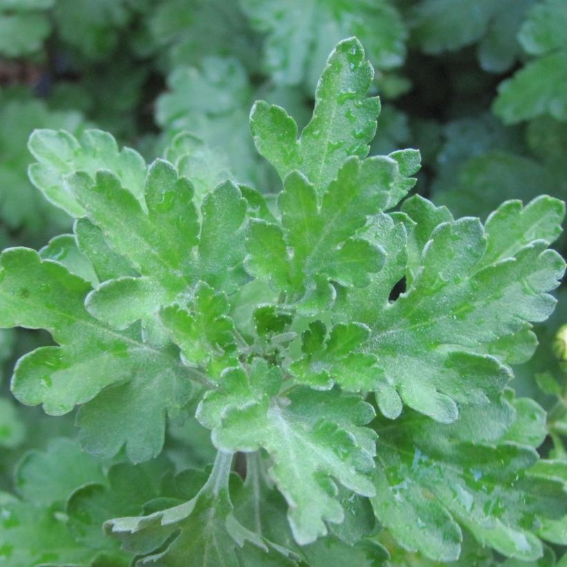 Chrysanthemum indicum Poesie - Crisantemo (Fogliame)