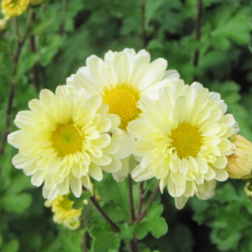 Chrysanthemum indicum Poesie - Crisantemo (Fioritura)