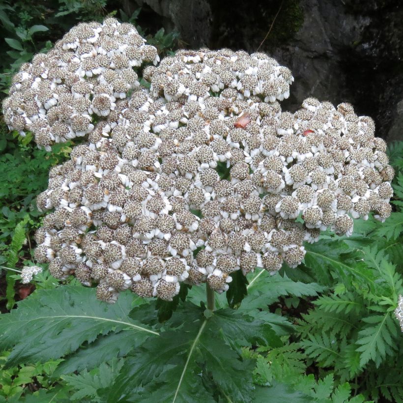 Chrysanthemum macrophyllum - Crisantemo (Fioritura)