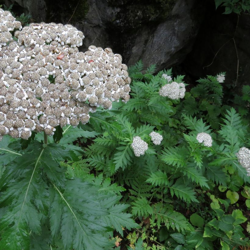 Chrysanthemum macrophyllum - Crisantemo (Porto)