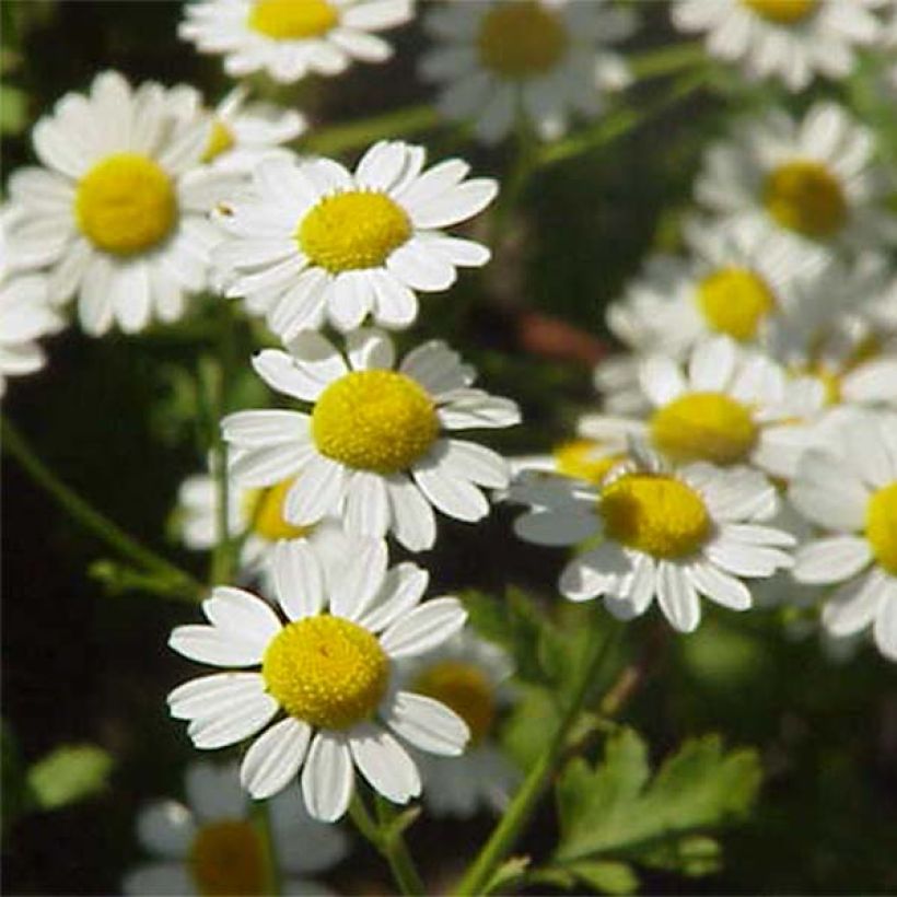 Chrysanthemum parthenium Aureum - Partenio (Fioritura)