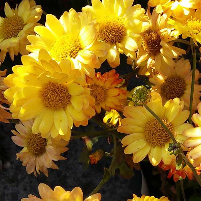 Chrysanthemum rubellum Dernier Soleil - Crisantemo (Fioritura)