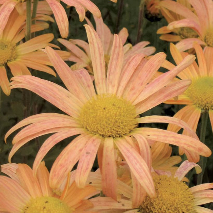 Chrysanthemum rubellum Mary Stoker - Crisantemo (Fioritura)