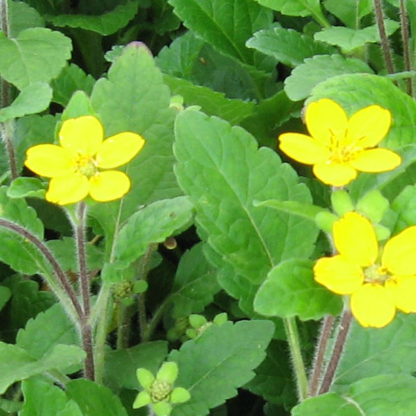 Chrysogonum virginianum (Fioritura)