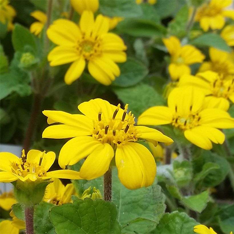 Chrysogonum virginianum André Viette (Fioritura)