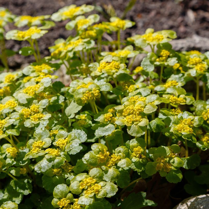 Chrysosplenium alternifolium - Erba-milza comune (Porto)