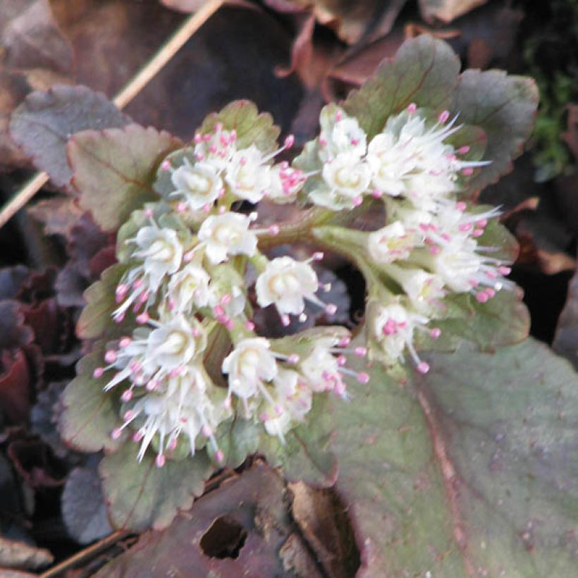 Chrysosplenium macrophyllum (Fioritura)