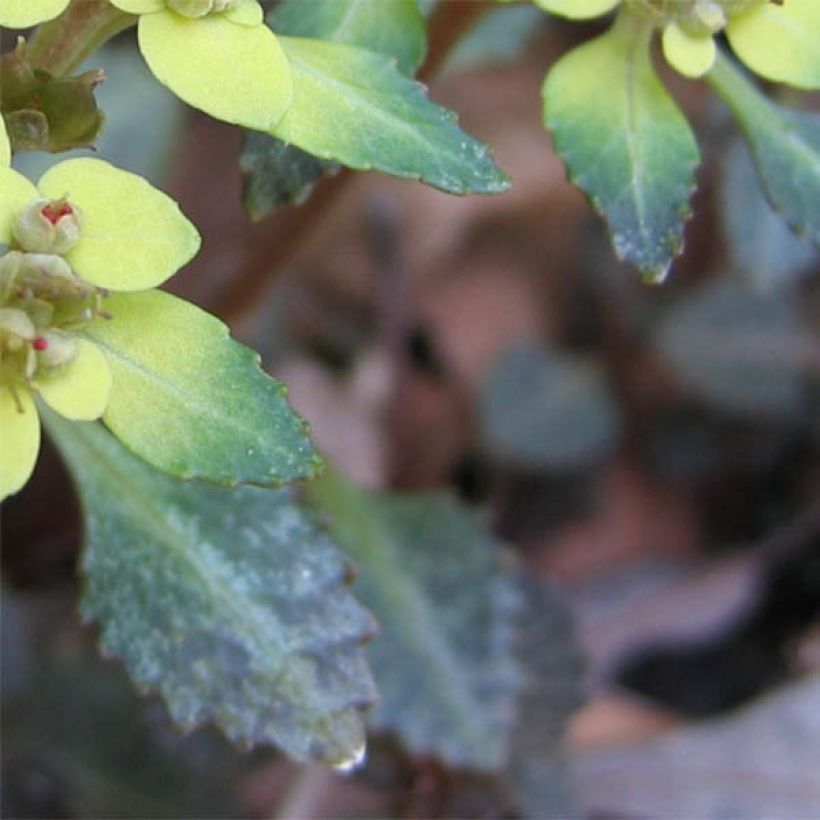 Chrysosplenium macrostemon var. shiobarense (Fogliame)