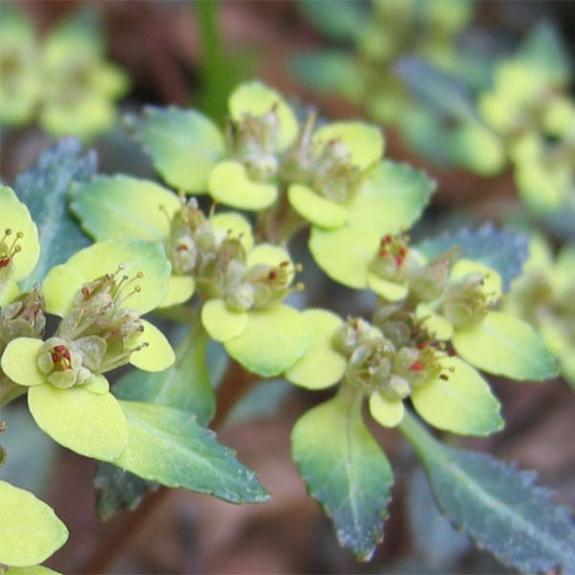 Chrysosplenium macrostemon var. shiobarense (Fioritura)