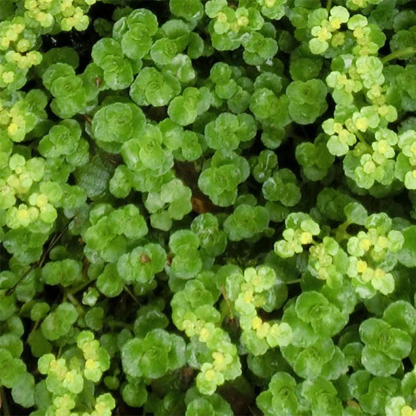 Chrysosplenium oppositifolium - Erba milza con foglie opposte (Fogliame)