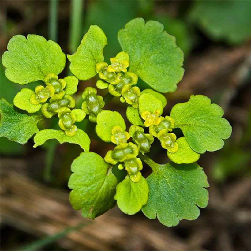 Chrysosplenium oppositifolium - Erba milza con foglie opposte (Fioritura)