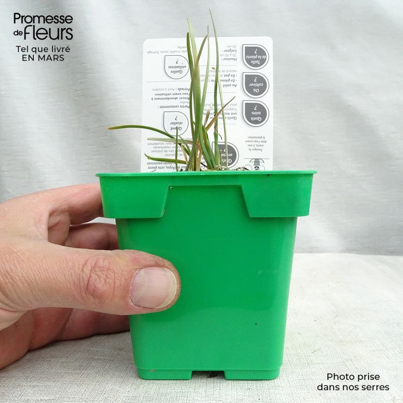 Ciboulail - Ciboule de Chine en plants Pot de 10 cm/11cm esemplare consegnato in inverno