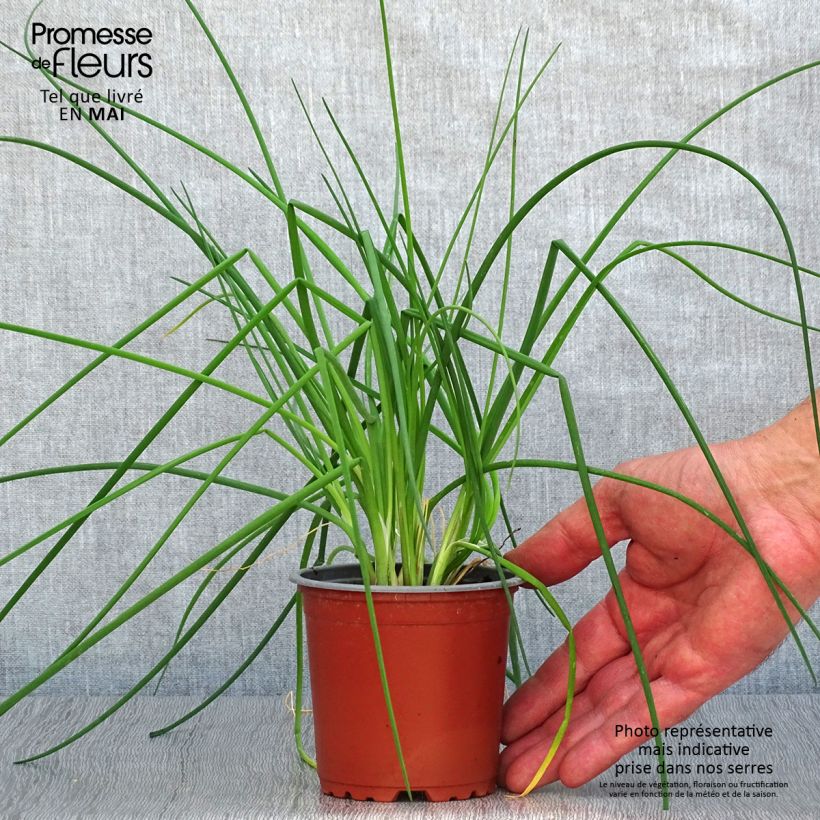 Ciboulette fine en plants - Pot de 10/11cm esemplare consegnato in primavera