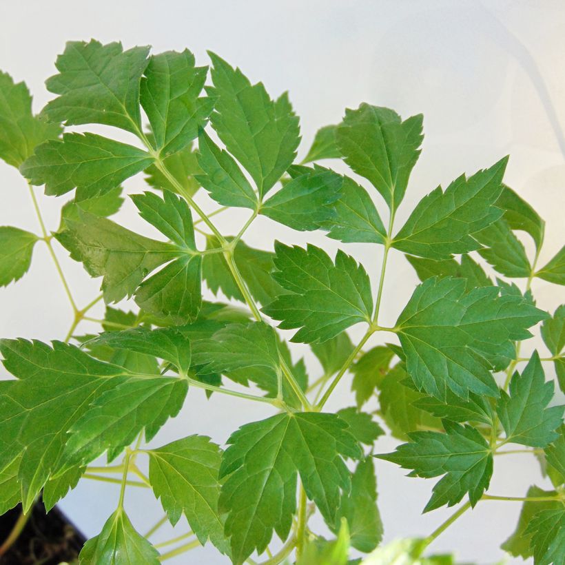 Actaea matsumurae White Pearl - Cimicifuga (Fogliame)