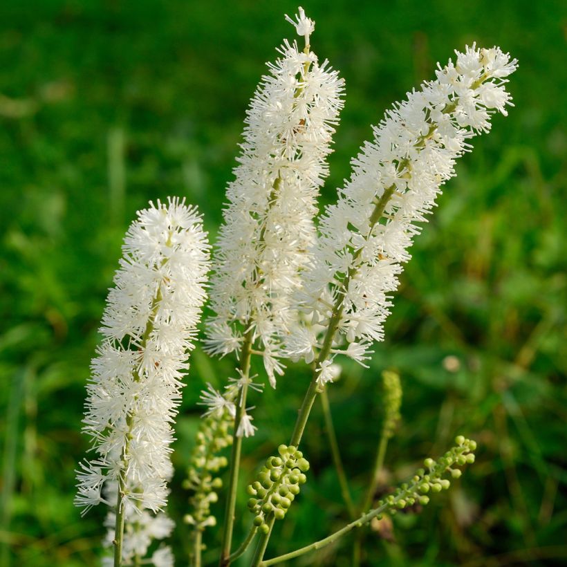 Actaea arizonica (Fioritura)