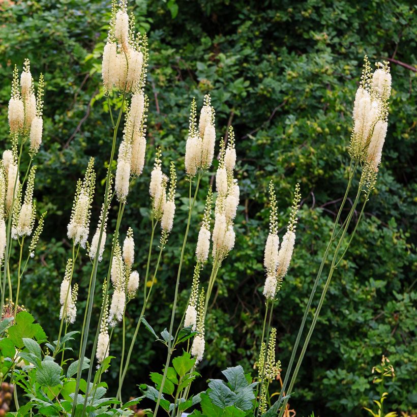 Actaea arizonica (Porto)