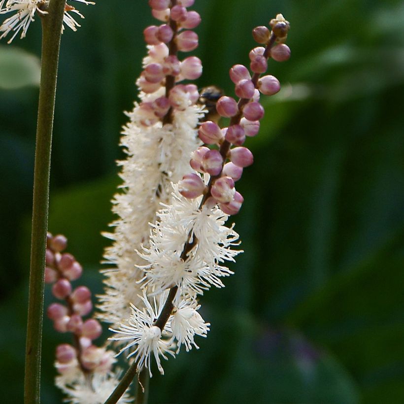 Actaea japonica - Cimicifuga (Fioritura)