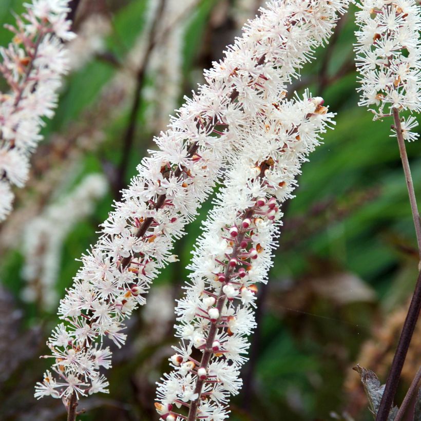 Actaea Black Negligee - Cimicifuga (Fioritura)