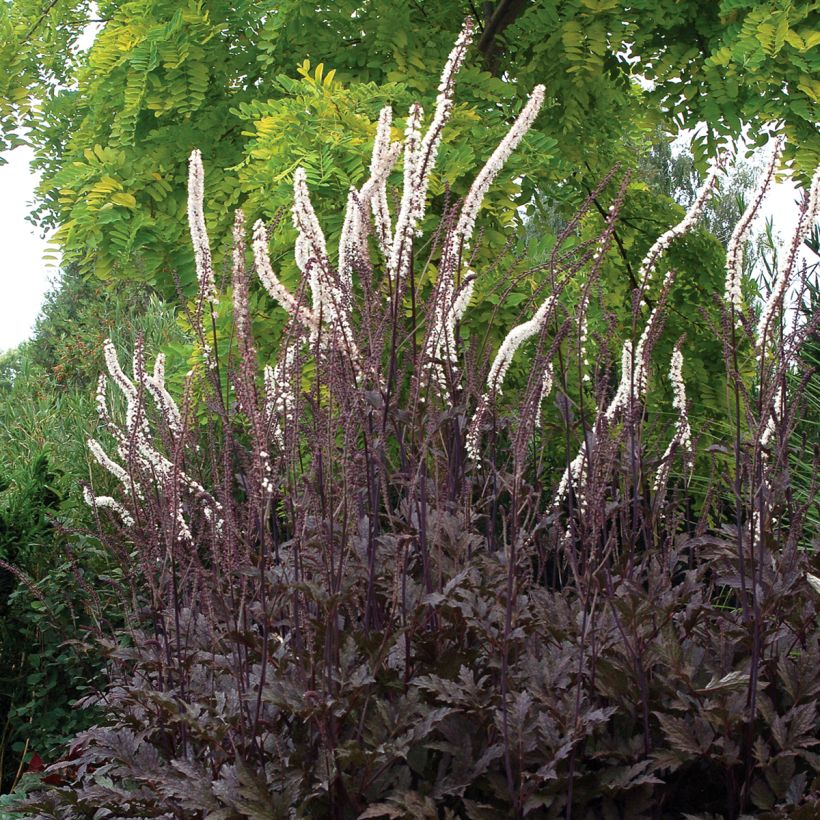 Actaea Black Negligee - Cimicifuga (Porto)