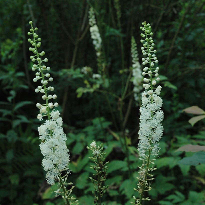 Actaea racemosa - Cimicifuga (Fioritura)