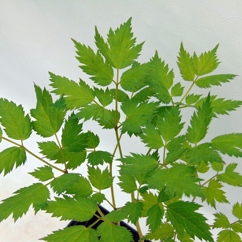 Actaea racemosa - Cimicifuga (Fogliame)