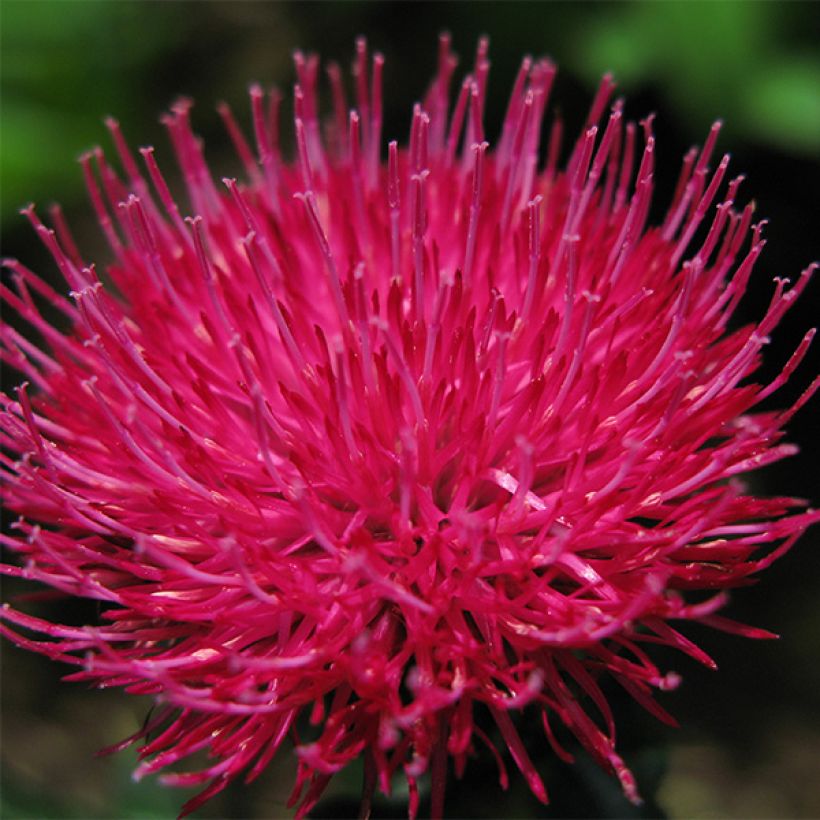 Cirsium japonicum Rose Beauty - Cardo (Fioritura)