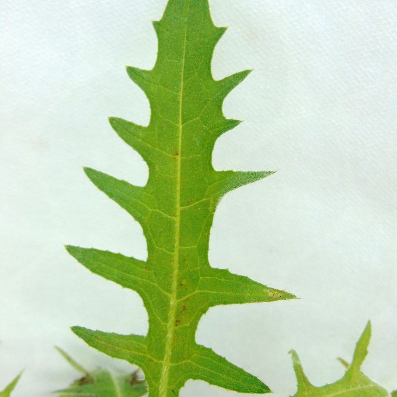 Cirsium rivulare Atropurpureum - Cardo dei ruscelli (Fogliame)