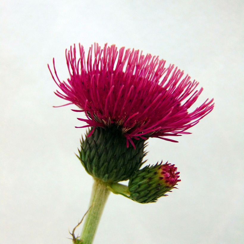 Cirsium rivulare Atropurpureum - Cardo dei ruscelli (Fioritura)