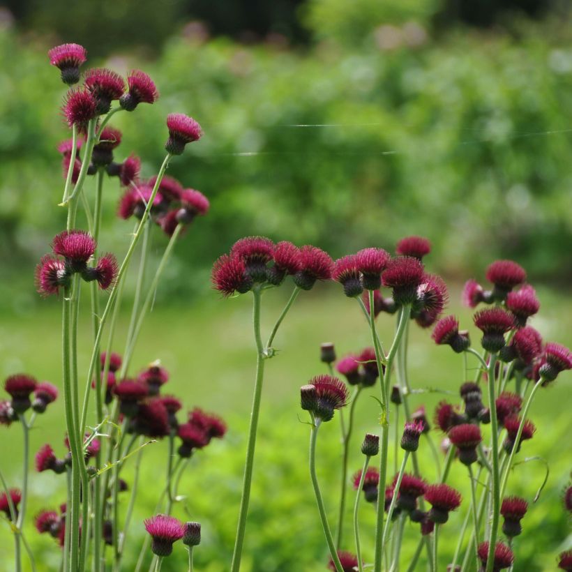 Cirsium rivulare Atropurpureum - Cardo dei ruscelli (Porto)