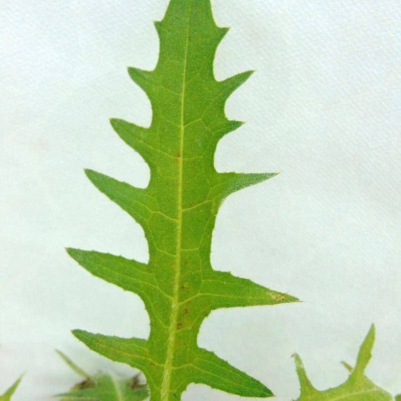 Cirsium rivulare Frosted Magic - Cardo dei ruscelli (Fogliame)