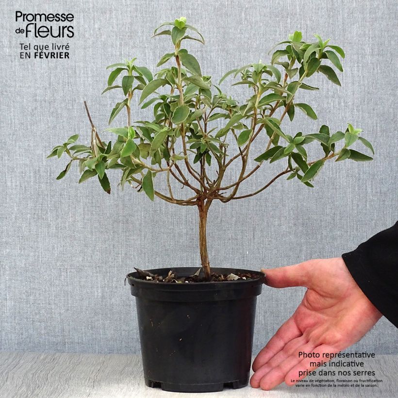 Ciste Silver Pink - Cistus argenteus Pot de 2L/3L esemplare consegnato in inverno