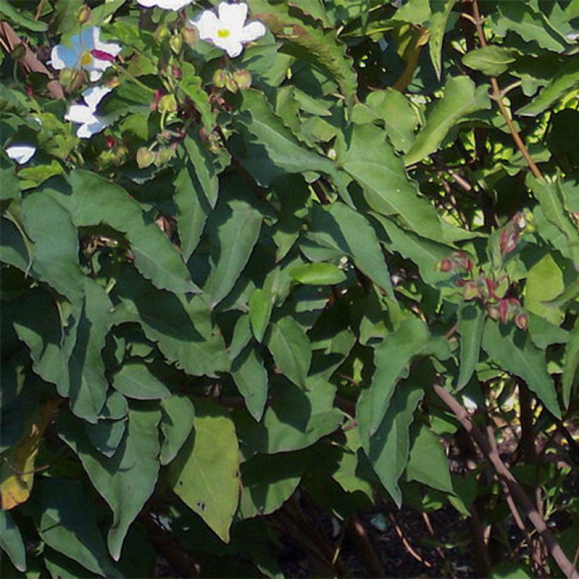 Cistus populifolius - Cisto (Fogliame)