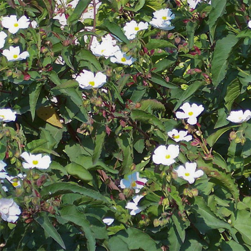 Cistus populifolius - Cisto (Fioritura)