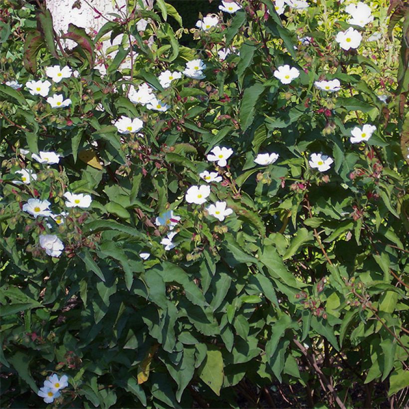 Cistus populifolius - Cisto (Porto)